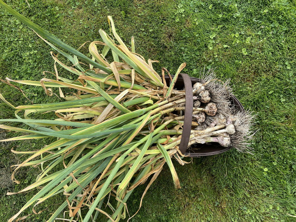 Naomi Clement Pottery Summer Garlic Harvest